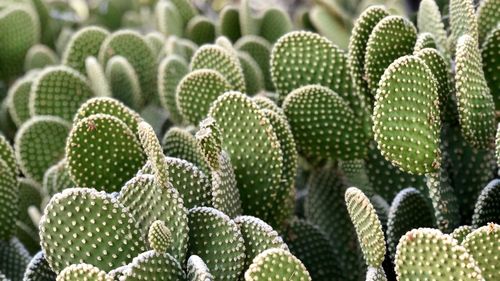 Full frame shot of succulent plants cactus 