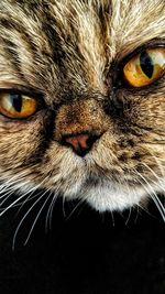 Close-up portrait of a cat