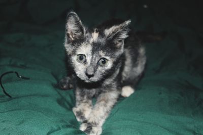 Close-up portrait of kitten