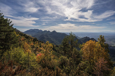 Plants and mountains against sky