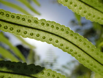 Close-up of raindrops on leaves