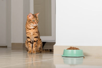 Bengal cat peeks around the corner, looks at a bowl of food, against the background of the room. 