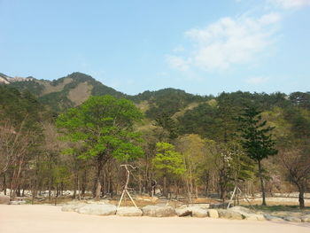 Trees in forest against sky