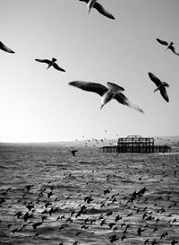 Low angle view of seagulls flying over sea against clear sky