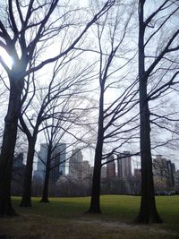 Bare trees on field against sky in city