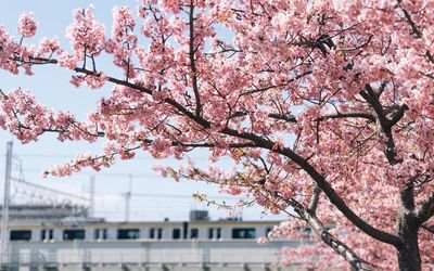 Low angle view of cherry blossoms against sky