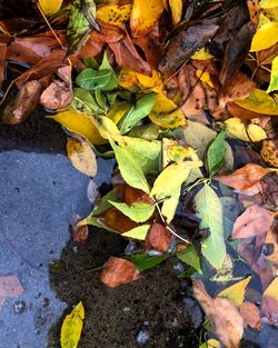 High angle view of dry leaves on ground