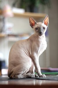 A handsome cornish rex kitten 