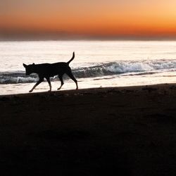 Silhouette dog on beach during sunset