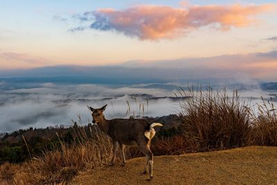 Horse standing on field against sky during sunset