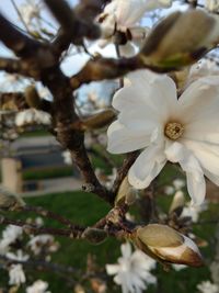 Close-up of white flower tree