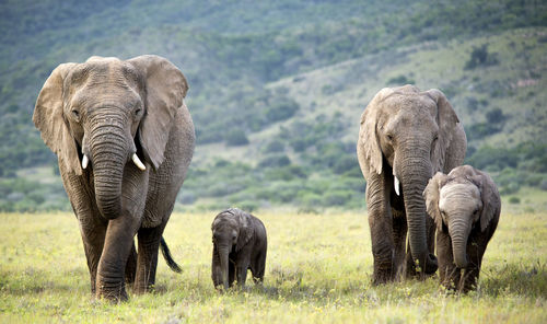 Elephants on field