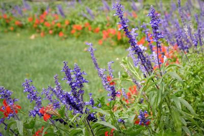 Close-up of purple flowers blooming in field