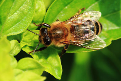 Close-up of honey bee pollinating