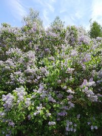 Low angle view of flowering plant against sky