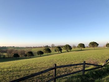 Scenic view of agricultural field against clear sky