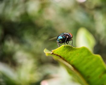 Close-up of fly on leaf