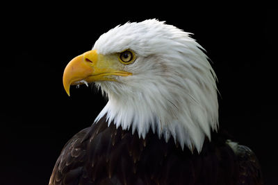 Close-up of bald eagle