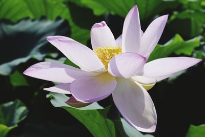 Close-up of pink flower