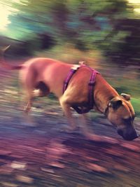 Close-up of dog