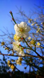 Low angle view of white flowers blooming against sky