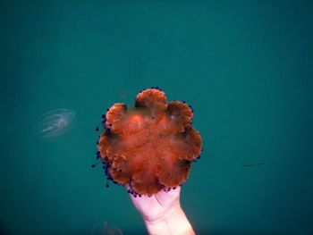 Close-up of hand holding jellyfish against blue background