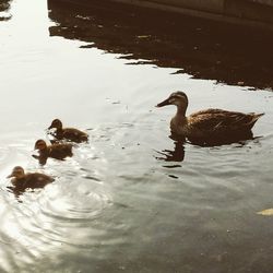 Reflection of birds in water