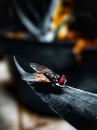 Close-up of housefly