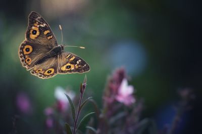 Close-up of butterfly pollinating on flower