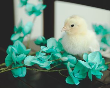 Close-up of a bird