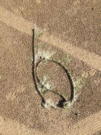 High angle view of horse on sand