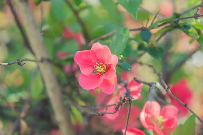 Close-up of pink flowering plant