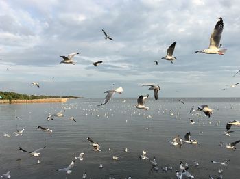 Seagulls flying over lake against sky