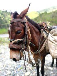 Close-up of a horse