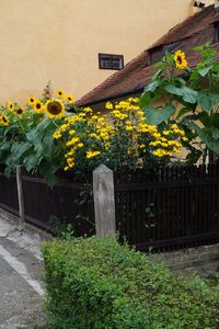 Yellow flowering plants by building