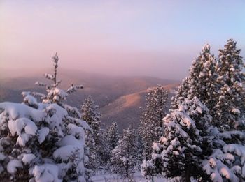 Snow covered land and trees against sky