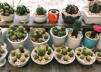 High angle view of potted plants on table