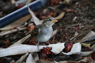 Close-up of bird perching outdoors