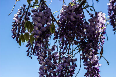 Low angle view of flowers against blue sky