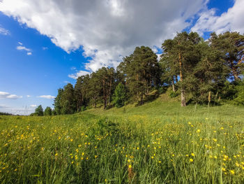 Scenic view of field against sky