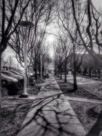 Empty road passing through trees