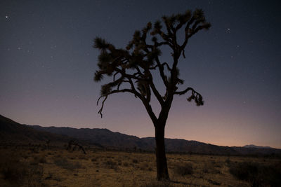 Silhouette tree on landscape against sky at night