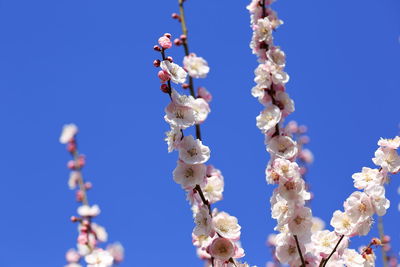 Low angle view of cherry blossom against blue sky