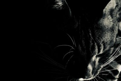 Close-up of cat against black background
