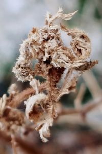 Close-up of wilted plant