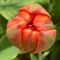 Close-up of red rose flower