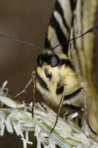 The scarce swallowtail butterfly from biokovo nature park, croatia