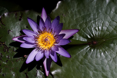 Close-up of purple water lily