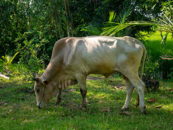 Cow grazing in a field
