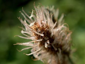 Close-up of wilted plant